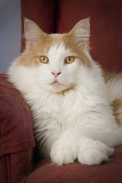 Бесплатно скачать кот мейн-кун домашнее животное милое бесплатное изображение для редактирования в GIMP бесплатный онлайн-редактор изображений