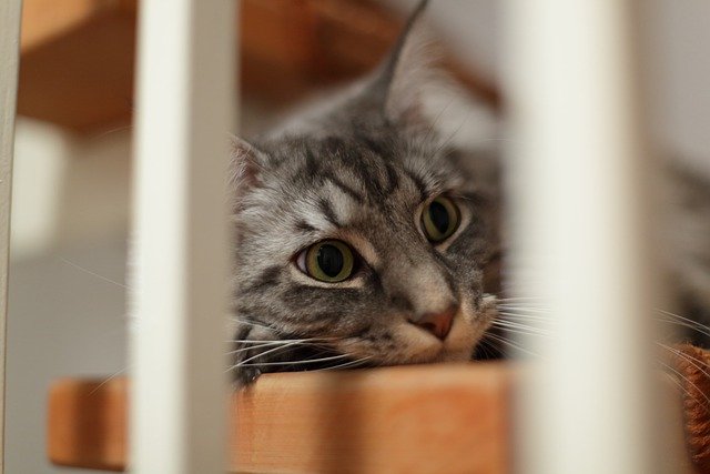 دانلود رایگان cat maine coon stairs cat s eyes عکس رایگان برای ویرایش با ویرایشگر تصویر آنلاین رایگان GIMP