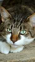 Free download cat new free photo or picture to be edited with GIMP online image editor