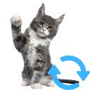 Cat of the moment  screen for extension Chrome web store in OffiDocs Chromium
