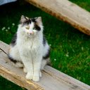 Cat on a Stick  screen for extension Chrome web store in OffiDocs Chromium