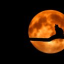 Cat on the moon  screen for extension Chrome web store in OffiDocs Chromium