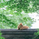 Cat on the roof wallpaper  screen for extension Chrome web store in OffiDocs Chromium