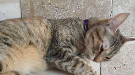 Free download Cat Pat Fur -  free video to be edited with OpenShot online video editor