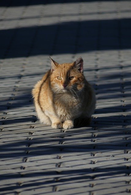 Muat turun percuma turapan kucing gambar percuma haiwan berkarat untuk diedit dengan editor imej dalam talian percuma GIMP
