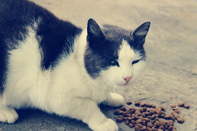 Gratis download kat huisdier dier huiskat katachtige gratis foto om te bewerken met GIMP gratis online afbeeldingseditor