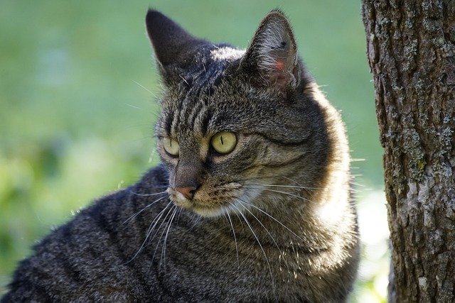 免费下载猫、宠物、哺乳动物物种免费图片，使用 GIMP 免费在线图像编辑器进行编辑