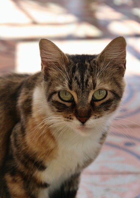 Free download cat pet animal tabby feline cute free picture to be edited with GIMP free online image editor