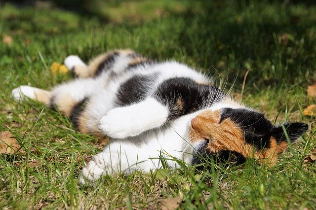Descărcare gratuită pisică animal de companie animal tricolor latentă imagine gratuită pentru a fi editată cu editorul de imagini online gratuit GIMP