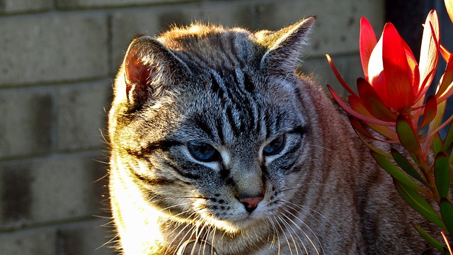 Muat turun percuma kucing peliharaan haiwan comel mata biru gambar percuma untuk diedit dengan editor imej dalam talian percuma GIMP