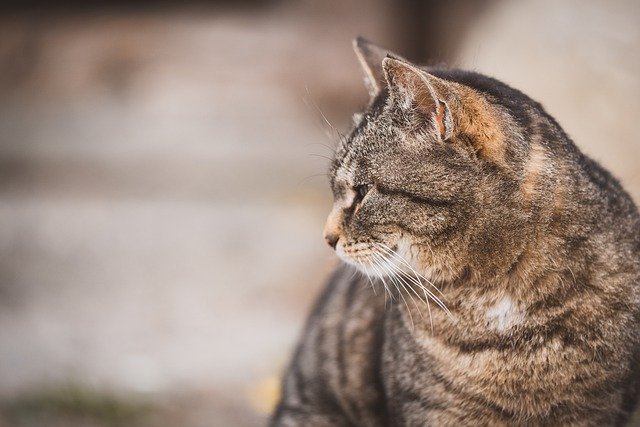 Muat turun percuma kucing haiwan peliharaan kucing telinga haiwan gambar percuma untuk diedit dengan editor imej dalam talian percuma GIMP