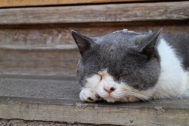 Скачать бесплатно кошка домашнее животное кошачье животное спящее бесплатное изображение для редактирования с помощью бесплатного онлайн-редактора изображений GIMP