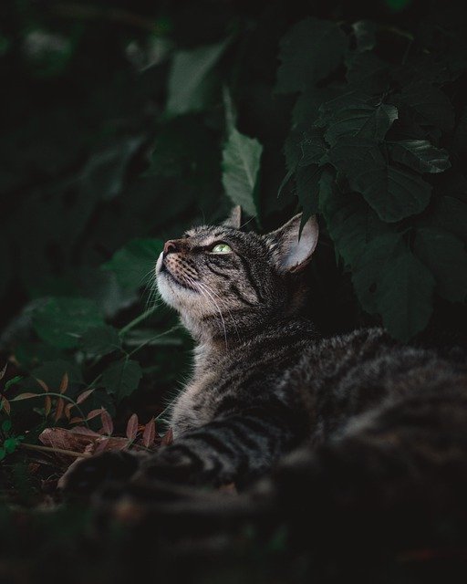 Free download cat pet kitten cute nature animal free picture to be edited with GIMP free online image editor
