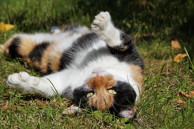 Gratis download kat huisdier liggend op zijn rug gratis foto om te bewerken met GIMP gratis online afbeeldingseditor