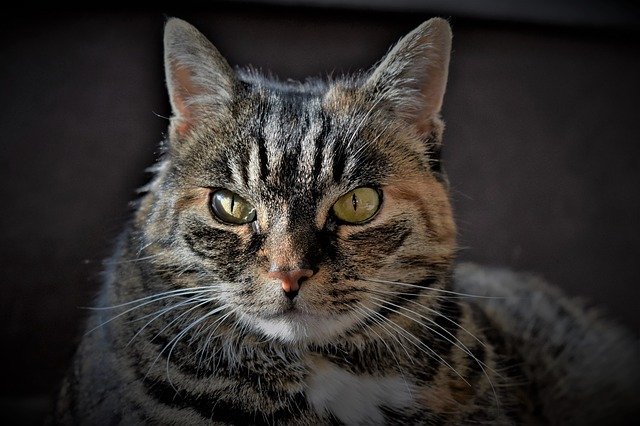 ดาวน์โหลดเทมเพลตรูปภาพฟรี Cat Pet Mackerel เพื่อแก้ไขด้วยโปรแกรมแก้ไขรูปภาพออนไลน์ GIMP