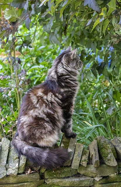 ดาวน์โหลดฟรี cat pet maine coon furry fluffy free picture เพื่อแก้ไขด้วย GIMP โปรแกรมแก้ไขรูปภาพออนไลน์ฟรี