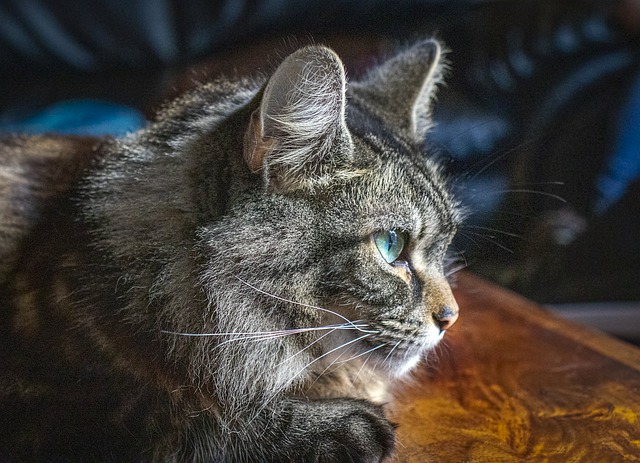 Descărcare gratuită pisică animală de companie Maine Coon profil aproape fotografie gratuită pentru a fi editată cu editorul de imagini online gratuit GIMP