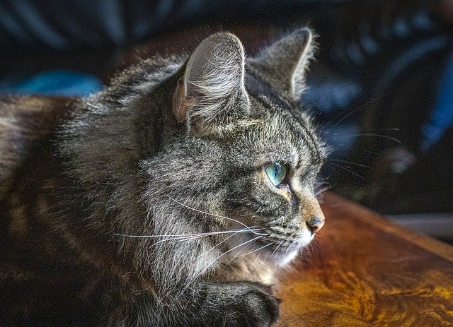 Téléchargement gratuit de l'image gratuite de profil de chat animal de compagnie maine coon à modifier avec l'éditeur d'images en ligne gratuit GIMP