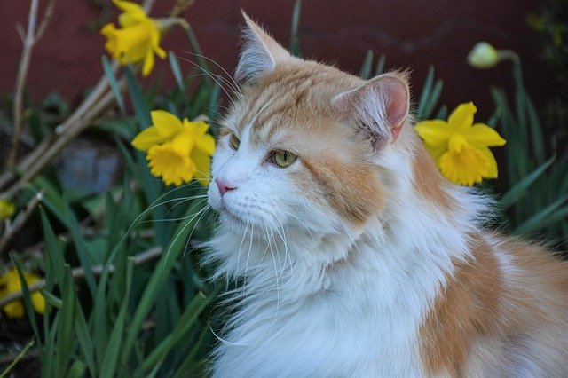Téléchargement gratuit d'une photo gratuite de visage de chat tigré du maine coon pour animaux de compagnie à modifier avec l'éditeur d'images en ligne gratuit GIMP