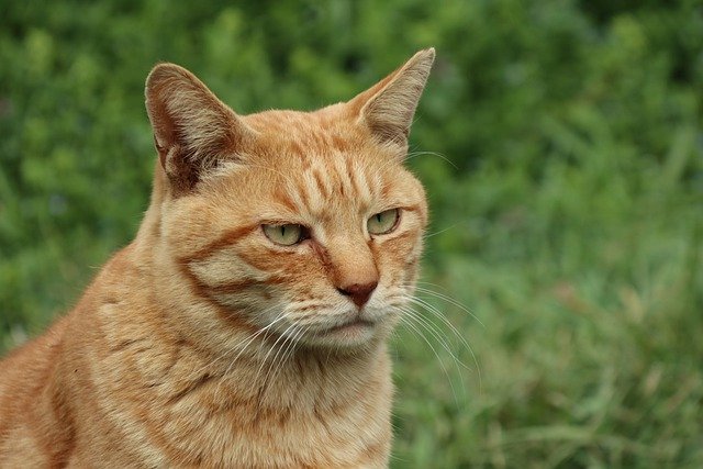 Free download cat pet outdoors cute cat animal free picture to be edited with GIMP free online image editor