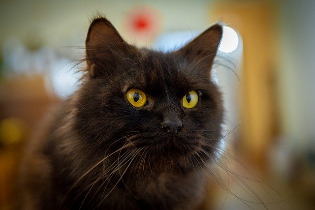 Unduh gratis potret hewan peliharaan kucing gambar kepala menggemaskan gratis untuk diedit dengan editor gambar online gratis GIMP