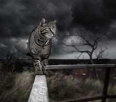 Free download Cat Photo Manipulation Art free photo or picture to be edited with GIMP online image editor