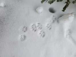 Free download Cat prints in snow free photo or picture to be edited with GIMP online image editor