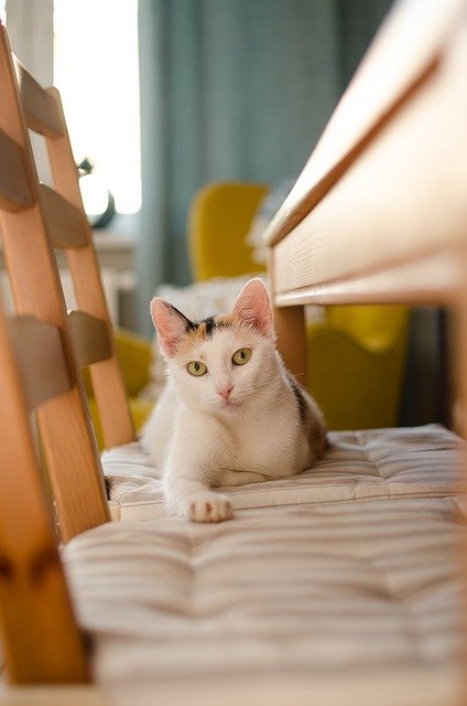 Download gratuito gatto relax animale domestico gatto domestico cz immagine gratuita da modificare con l'editor di immagini online gratuito GIMP