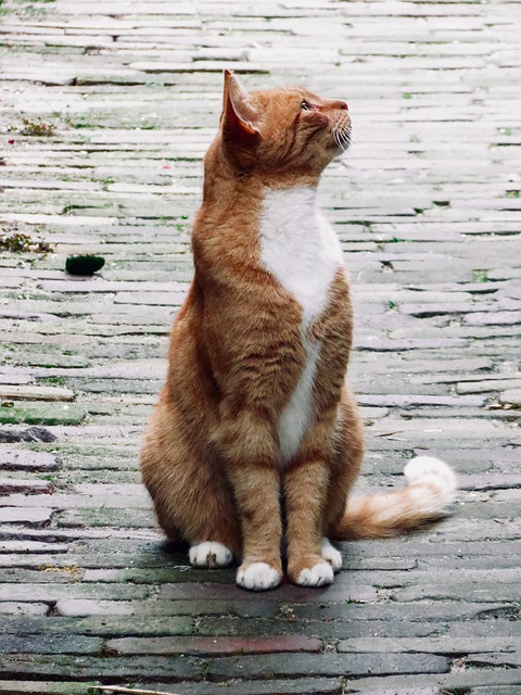 Scarica gratis gatto roux ciottoli felino immagine gratuita da modificare con l'editor di immagini online gratuito GIMP
