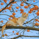 Cat rowing persimmon tree wallpaper  screen for extension Chrome web store in OffiDocs Chromium