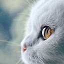 Cats and Kittens New Tab Extension  screen for extension Chrome web store in OffiDocs Chromium