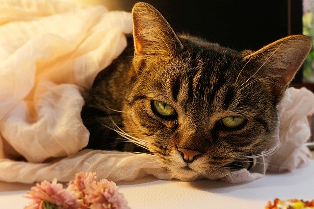 Descarga gratis gato bufanda mascota felina imagen doméstica gratis para editar con el editor de imágenes en línea gratuito GIMP