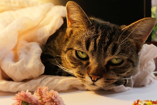Free download cat scarf feline pet domestic free picture to be edited with GIMP free online image editor