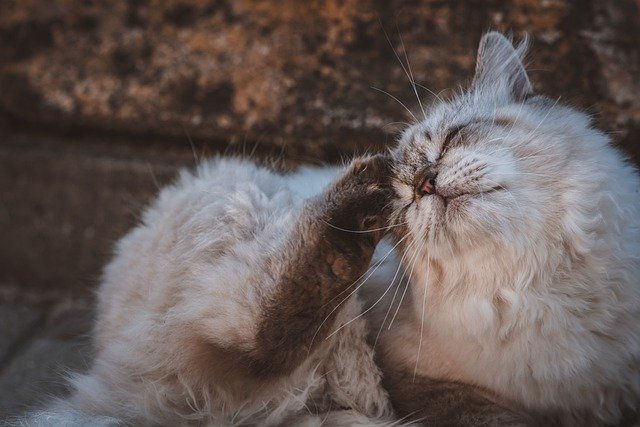 Baixe gratuitamente a imagem gratuita do gato doméstico do arranhão do gato para ser editada com o editor de imagens on-line gratuito do GIMP