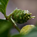 cats eye green fruit  screen for extension Chrome web store in OffiDocs Chromium