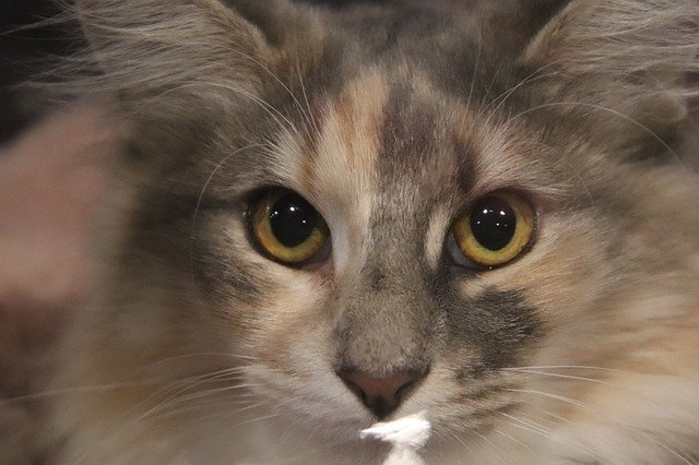 Free graphic cats felines maine coon pedigree to be edited by GIMP free image editor by OffiDocs