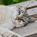 Cat shark  screen for extension Chrome web store in OffiDocs Chromium