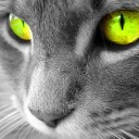 Cat (Sielena thema) scherm voor extensie Chrome webwinkel in OffiDocs Chromium