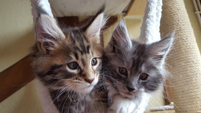 ດາວໂຫລດຟຣີ cats kittens maine coon hair free picture to be edited with GIMP free online image editor