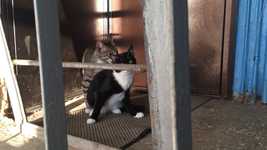 تنزيل مجاني Cats Mating Season Love Two - فيديو مجاني ليتم تحريره باستخدام محرر الفيديو عبر الإنترنت OpenShot