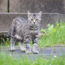 Cats roam  screen for extension Chrome web store in OffiDocs Chromium