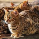 CATS Theme  screen for extension Chrome web store in OffiDocs Chromium