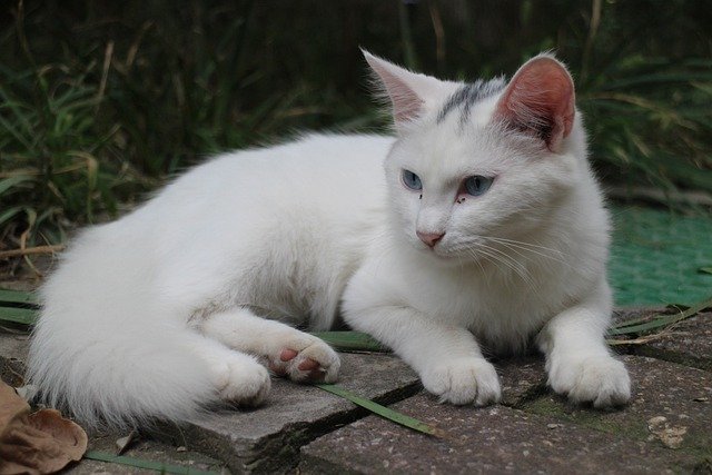 Ücretsiz indir kedi sokak kedisi yavru kedi evcil hayvan beyaz kedi ücretsiz resim GIMP ücretsiz çevrimiçi resim düzenleyici ile düzenlenecektir