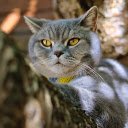 Cat sunbathing on a tree  screen for extension Chrome web store in OffiDocs Chromium