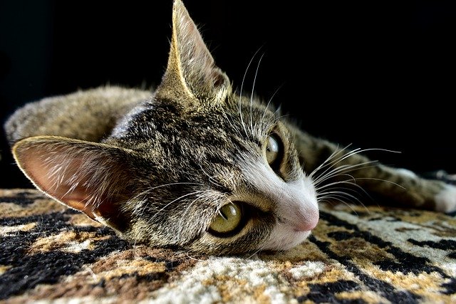 Free download cat tabby pet feline animal fur free picture to be edited with GIMP free online image editor