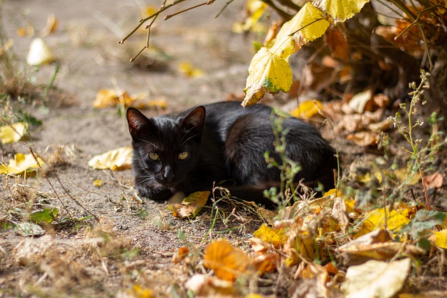 قم بتنزيل صورة مجانية للقطط ، القط يكمن في صورة حيوانات هريرة ليتم تحريرها باستخدام محرر الصور المجاني عبر الإنترنت من GIMP