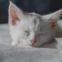 Cat Theme  screen for extension Chrome web store in OffiDocs Chromium