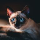 Cat Theme  screen for extension Chrome web store in OffiDocs Chromium