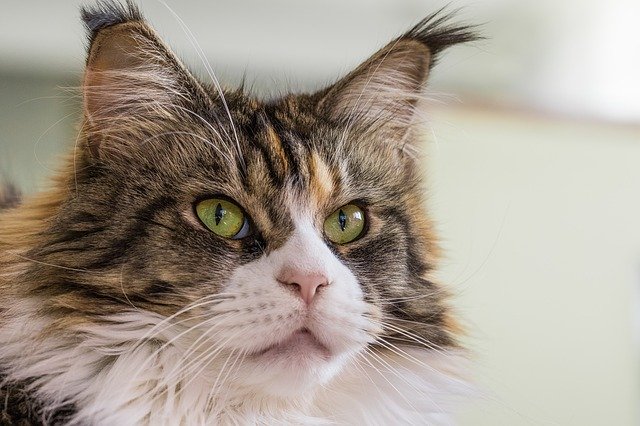 GIMP ücretsiz çevrimiçi resim düzenleyiciyle düzenlenecek ücretsiz indir kedi safkan yerli kedi ücretsiz resmi
