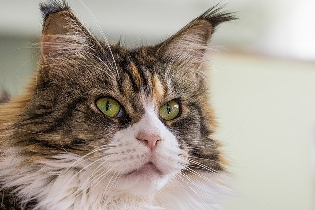 Free download cat thoroughbred domestic cat free picture to be edited with GIMP free online image editor